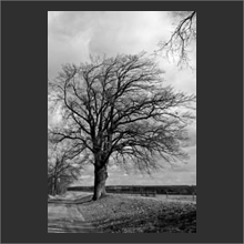 touch of branch